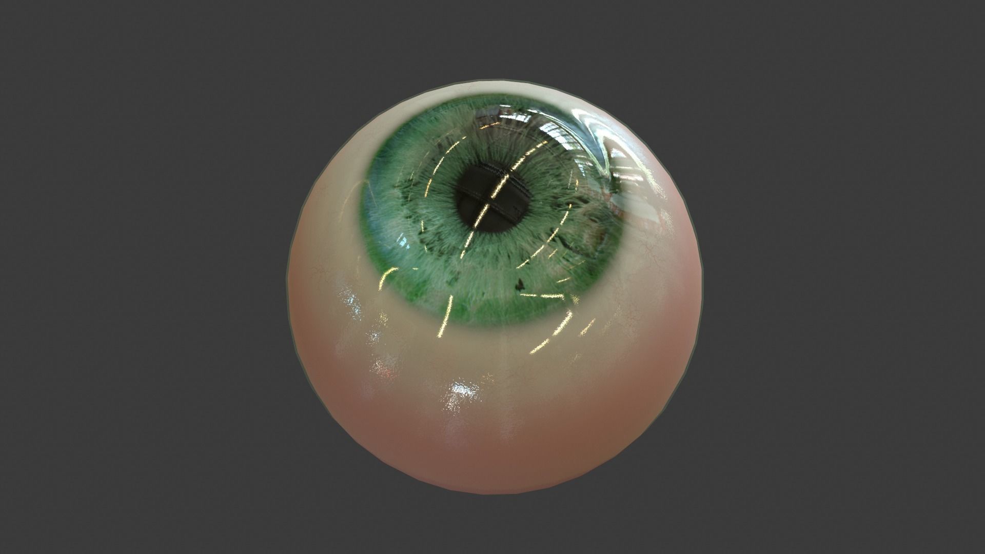Eye Anatomy Low-poly 3D model_20