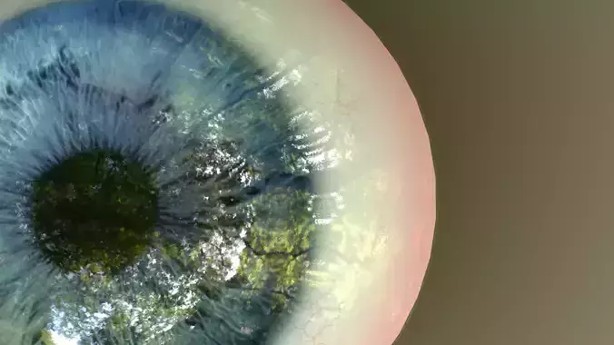 Eye Anatomy