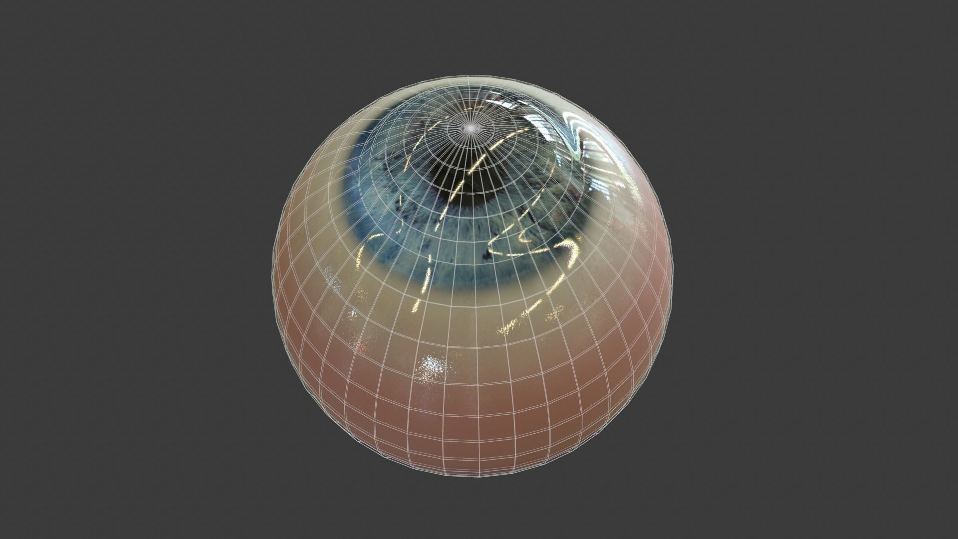 Eye Anatomy Low-poly 3D model_12