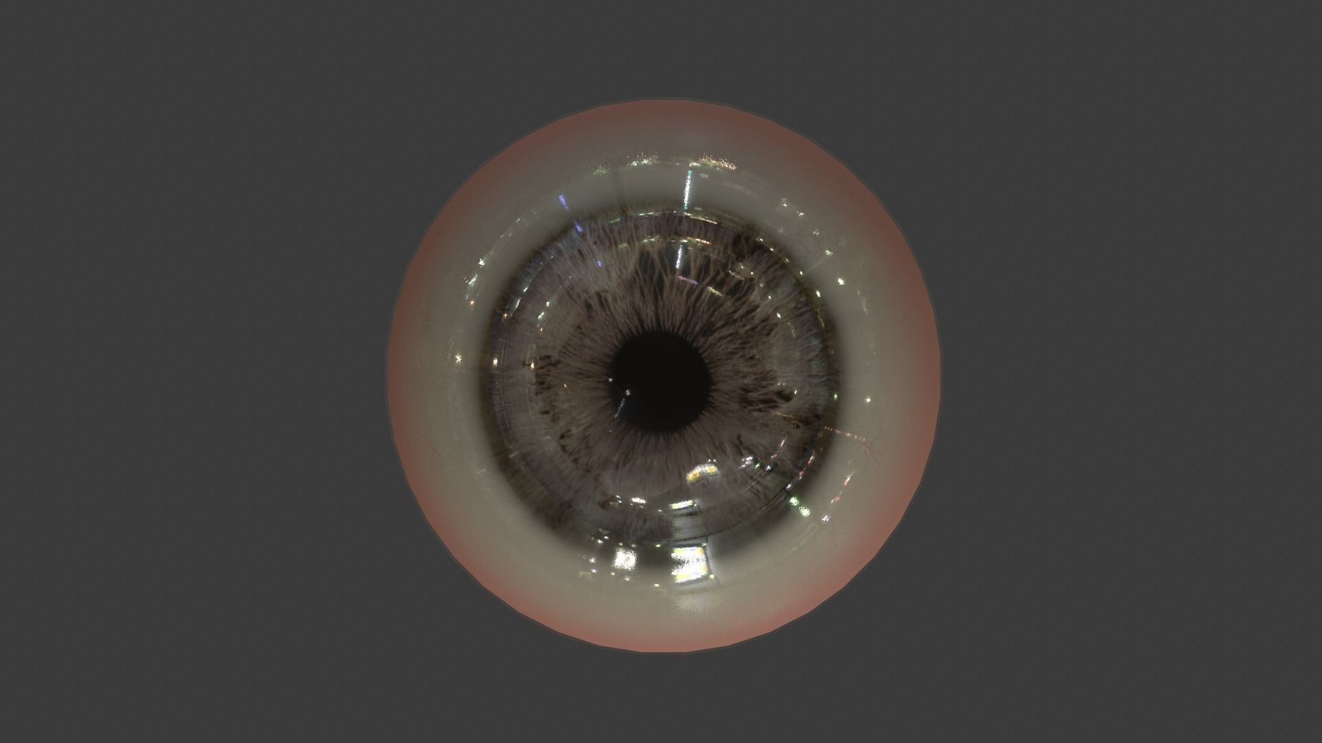 Eye Anatomy Low-poly 3D model_19