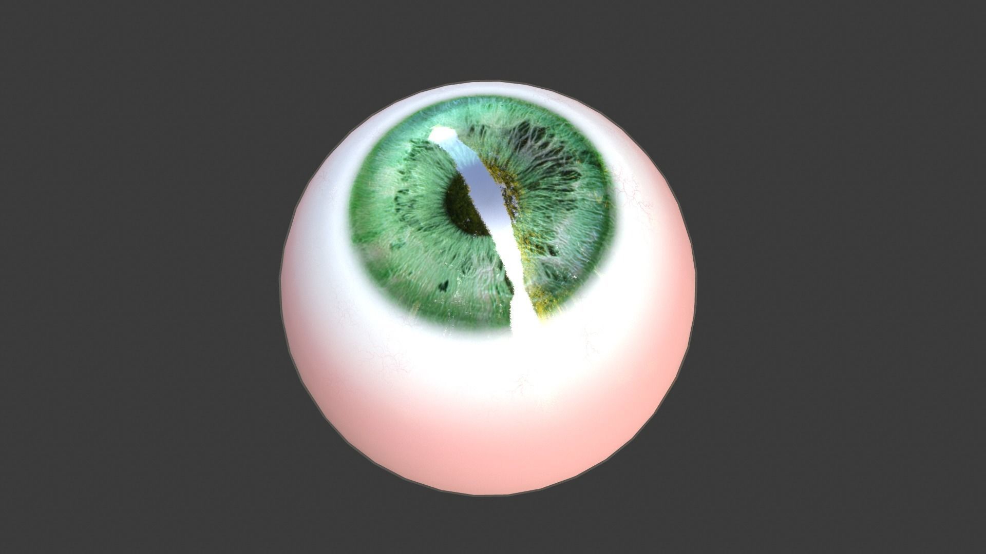 Eye Anatomy Low-poly 3D model_6