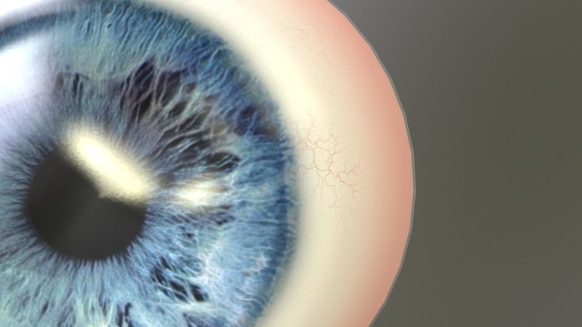 Eye Anatomy Low-poly 3D model_14