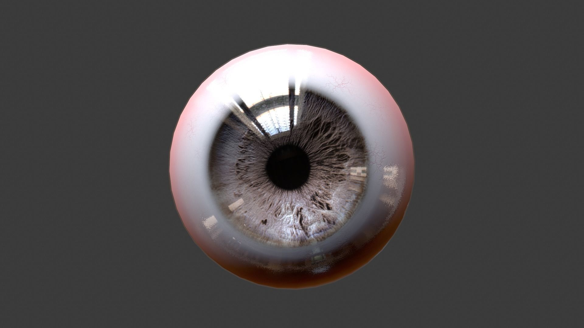 Eye Anatomy Low-poly 3D model_17