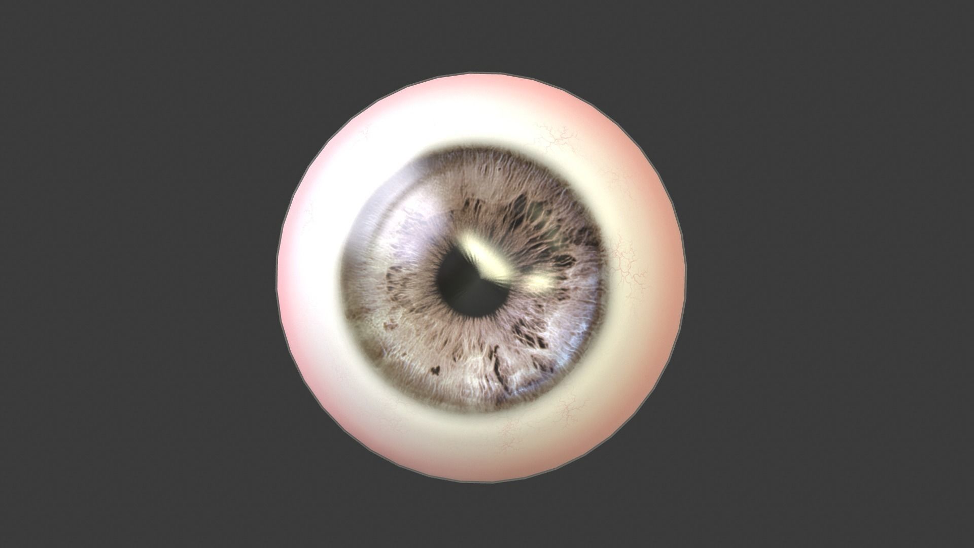 Eye Anatomy Low-poly 3D model_4