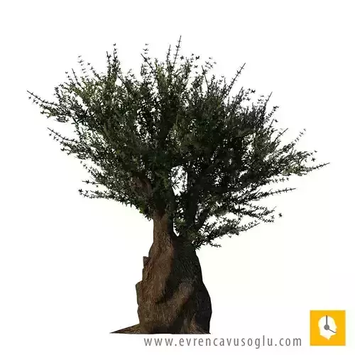 Sketchup Tree 05