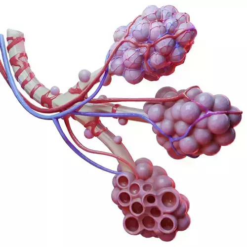 Realistic Human Bronchi Alveoli Anatomy 3D model