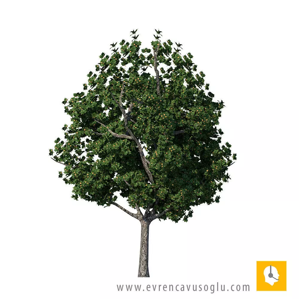 Sketchup Tree 06 Free 3D model_0