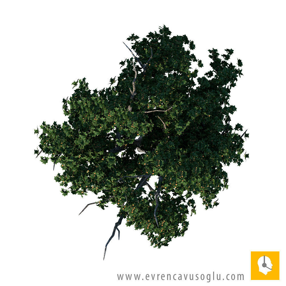 Sketchup Tree 06 Free 3D model_1