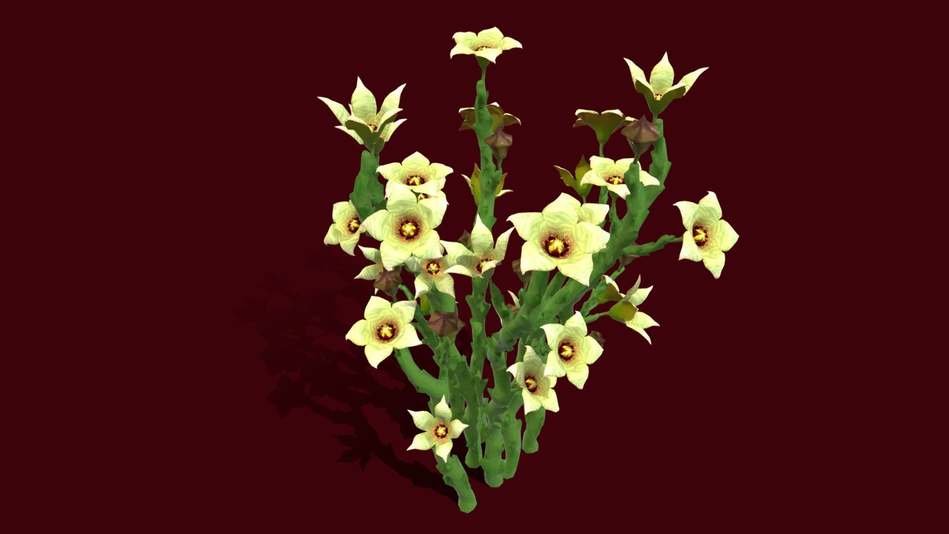 Flower Caralluma Socotrana Low-poly 3D model_7