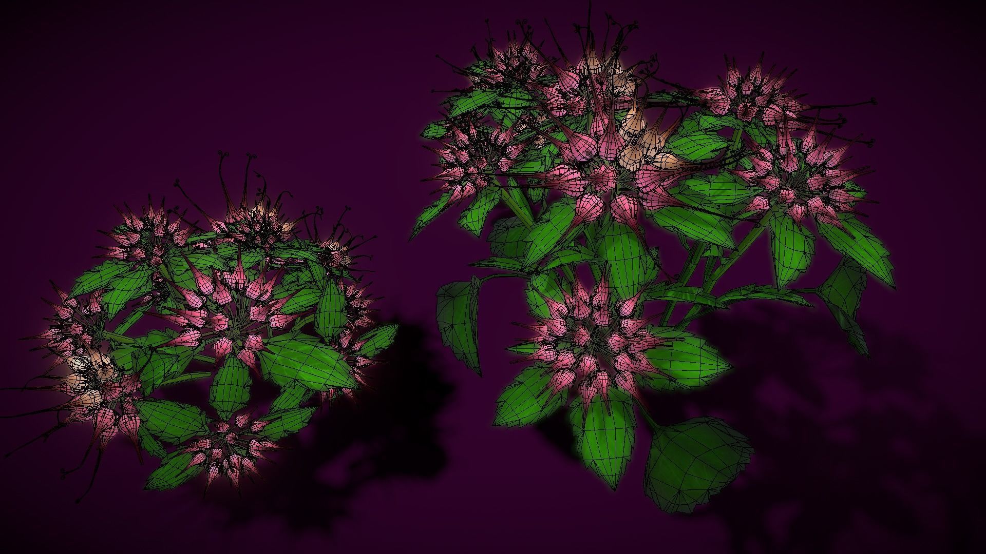 Flower Physoplexis Omosa Low-poly 3D model_5