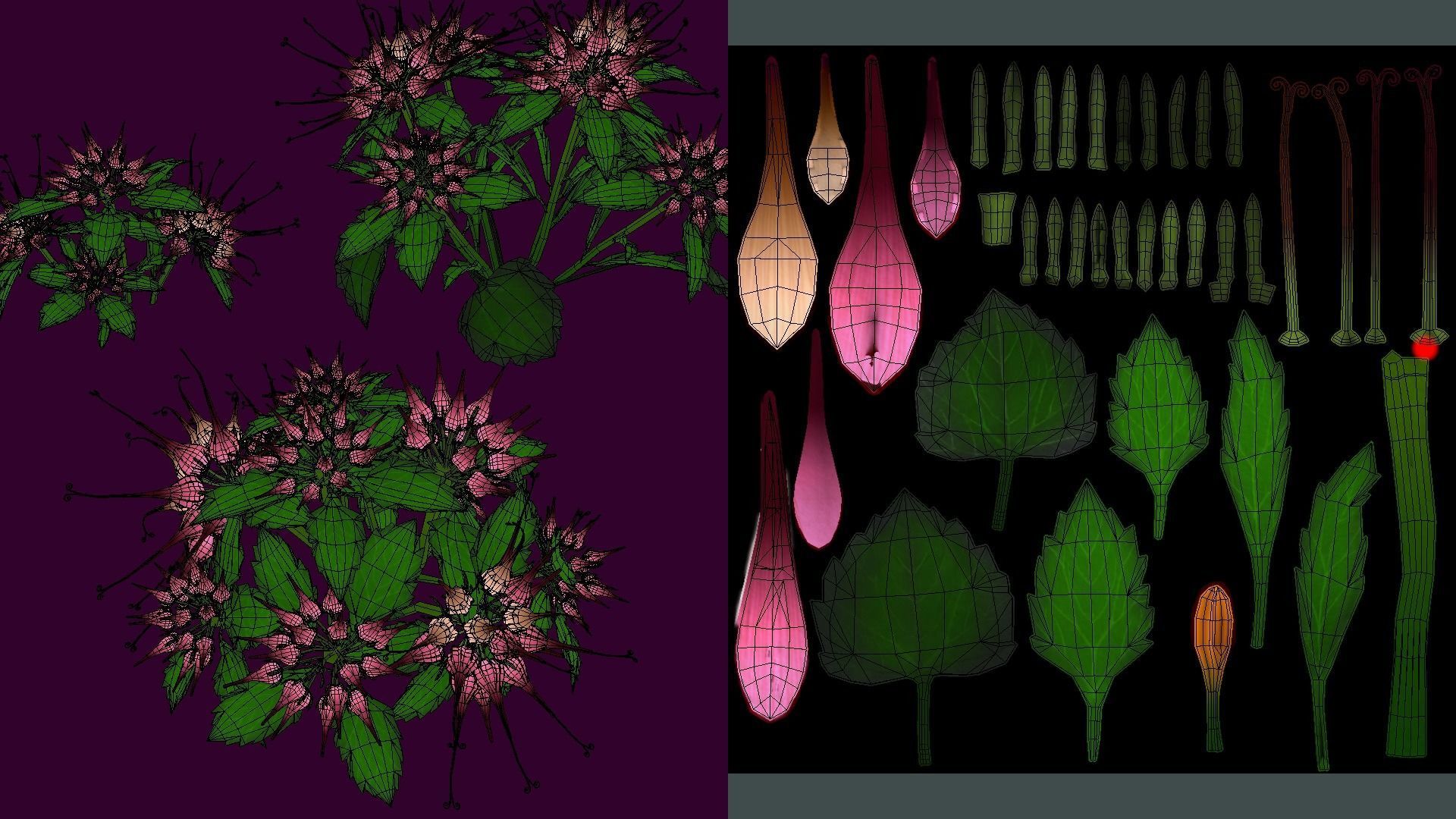 Flower Physoplexis Omosa Low-poly 3D model_7