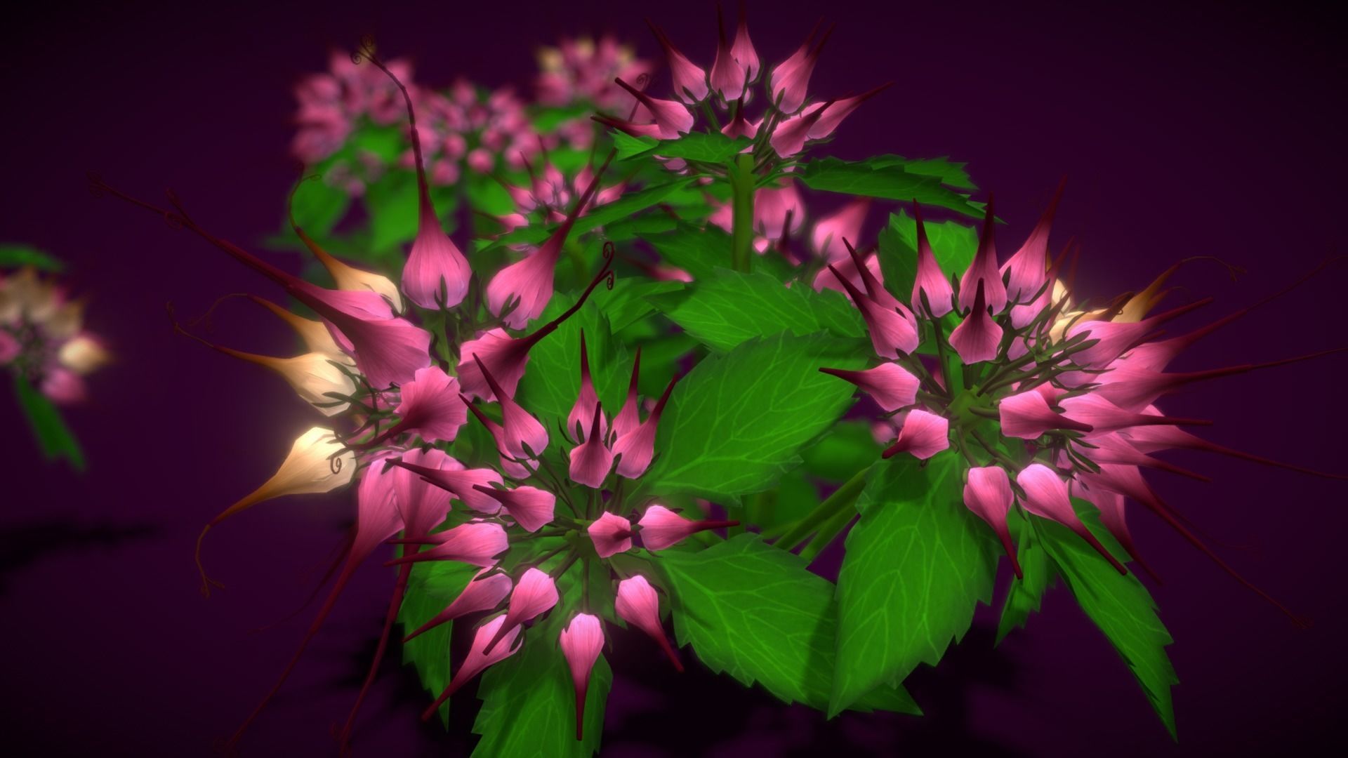 Flower Physoplexis Omosa Low-poly 3D model_6