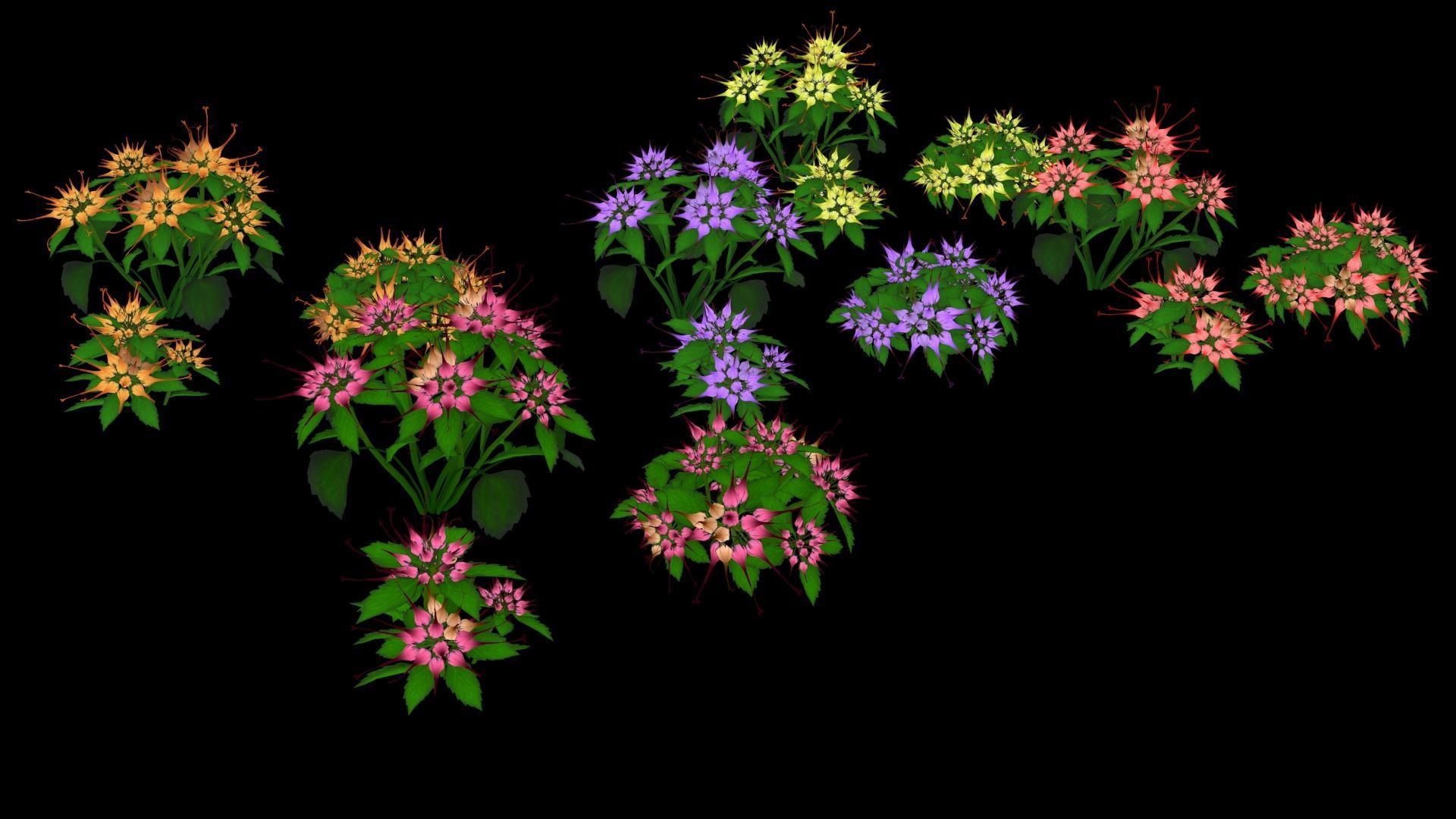 Flower Physoplexis Omosa Low-poly 3D model_1