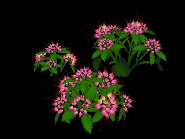 Flower Physoplexis Omosa Low-poly 3D model_3