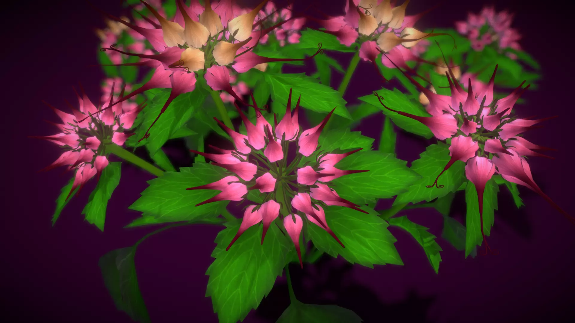 Flower Physoplexis Omosa Low-poly 3D model_0