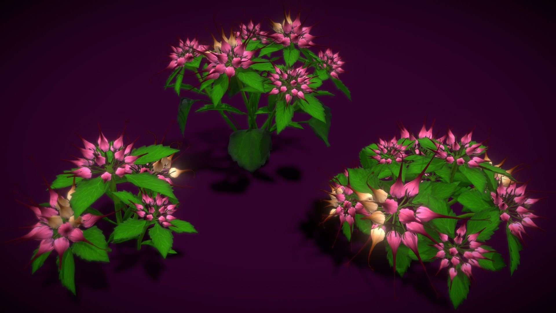 Flower Physoplexis Omosa Low-poly 3D model_9