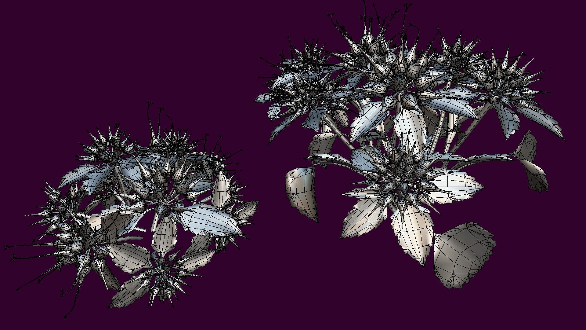 Flower Physoplexis Omosa Low-poly 3D model_4