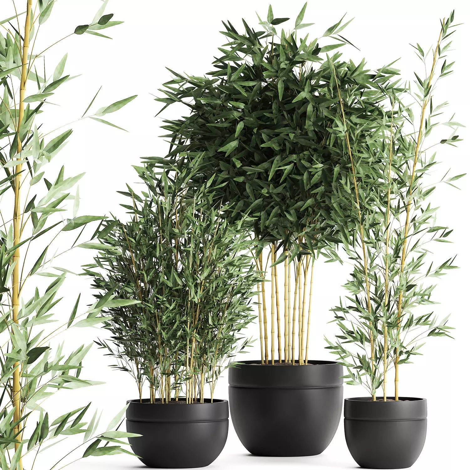 Bamboo bush for the interior in a black flowerpot 582 3D model