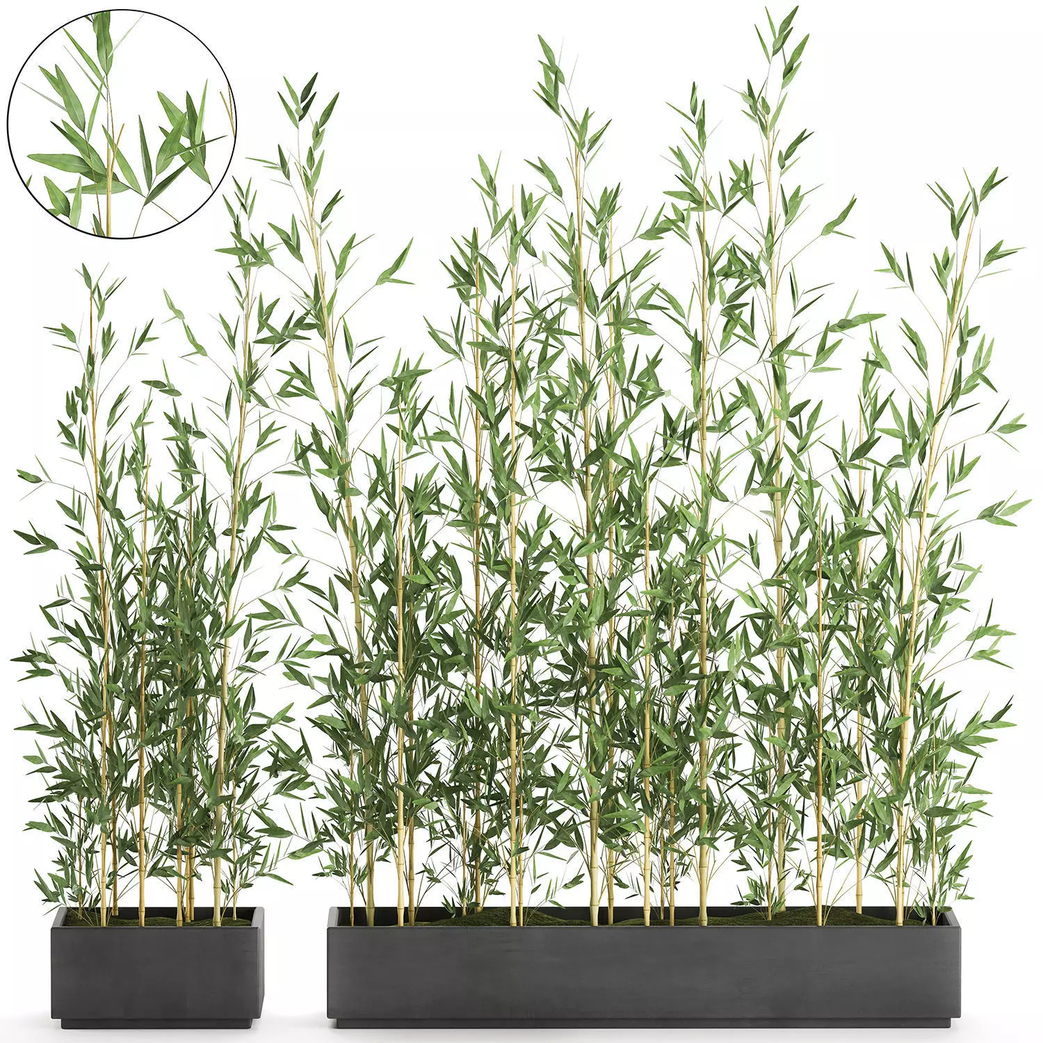 Bamboo bush for the interior in a black flowerpot 583 3D model