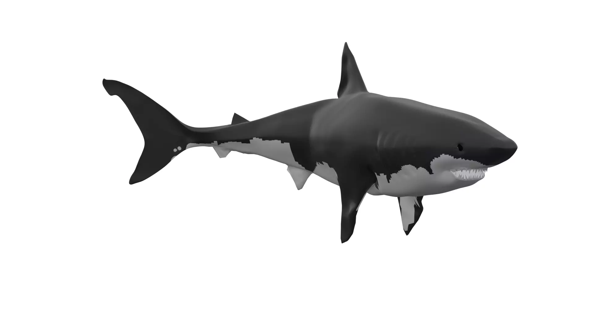 Great White Shark Rigged and Textured Low-poly 3D model