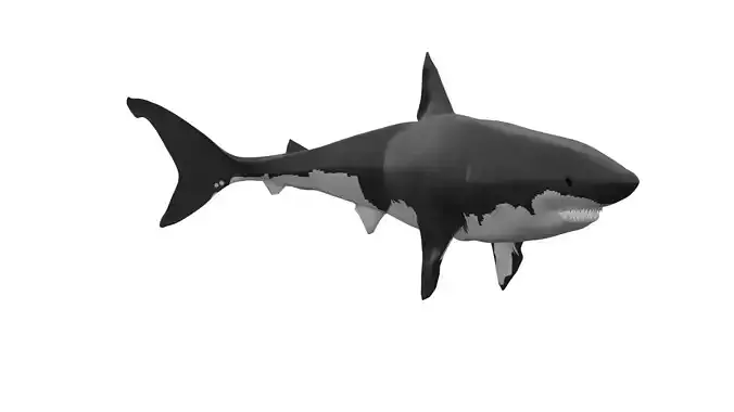 Great White Shark Rigged and Textured