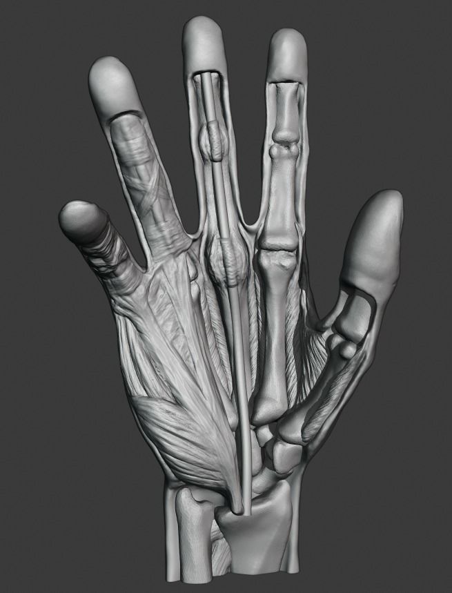 Hand anatomy model 3D print model_5