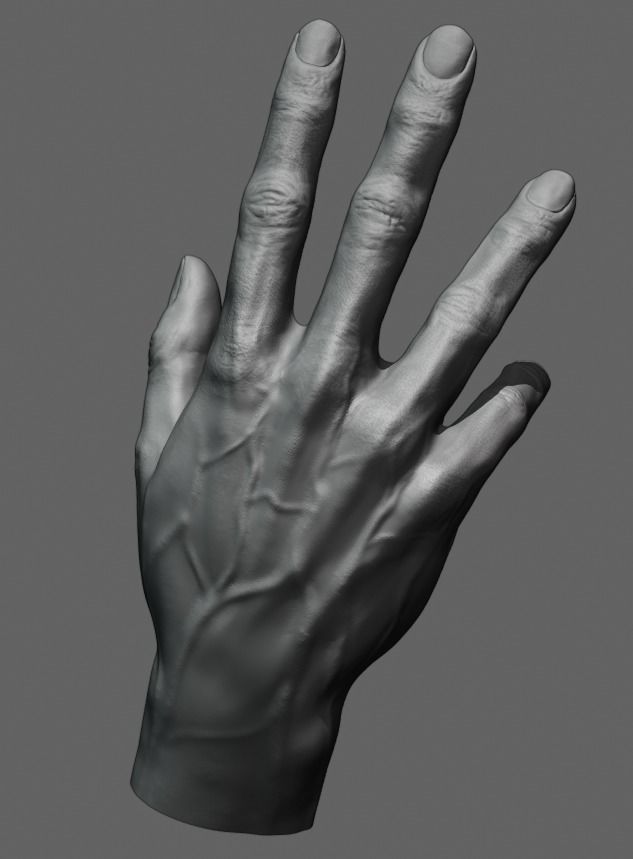 Hand anatomy model 3D print model_1