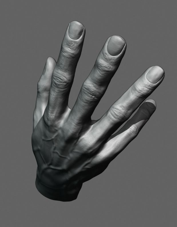 Hand anatomy model 3D print model_2