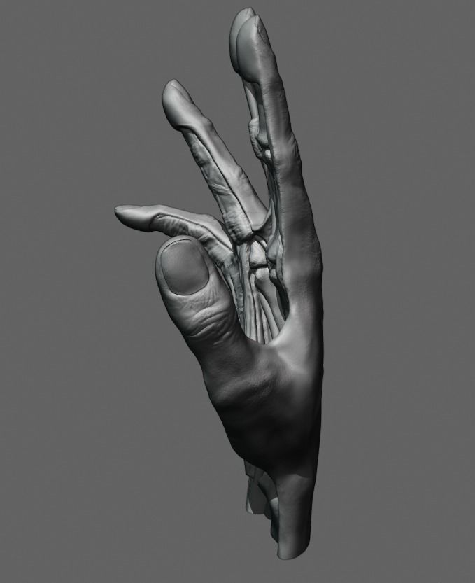 Hand anatomy model 3D print model_4