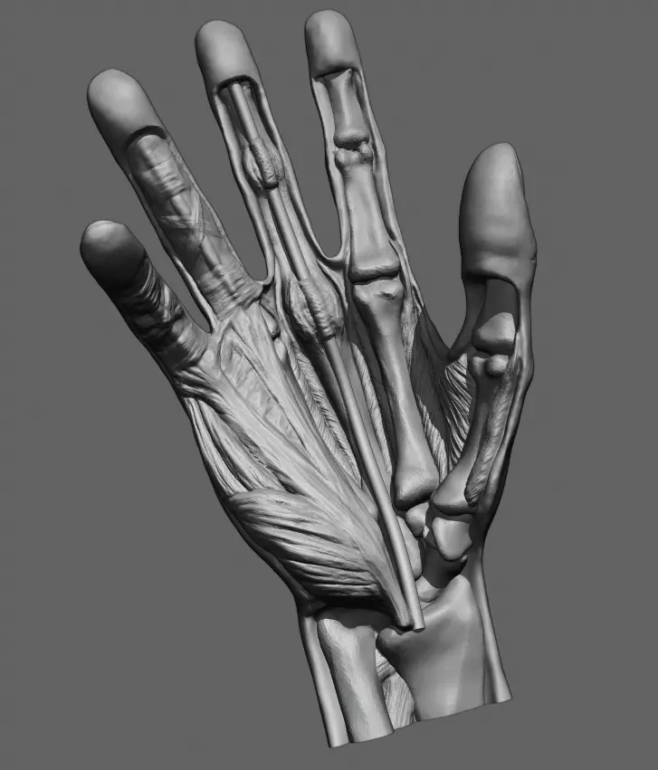 Hand anatomy model 3D print model_0