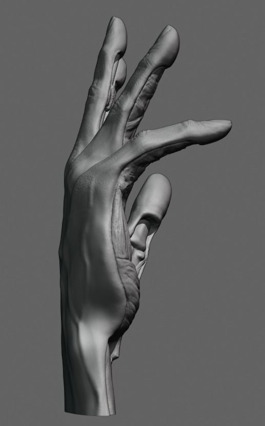 Hand anatomy model 3D print model_3