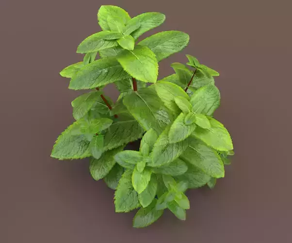 mint herb plants Low-poly 3D model