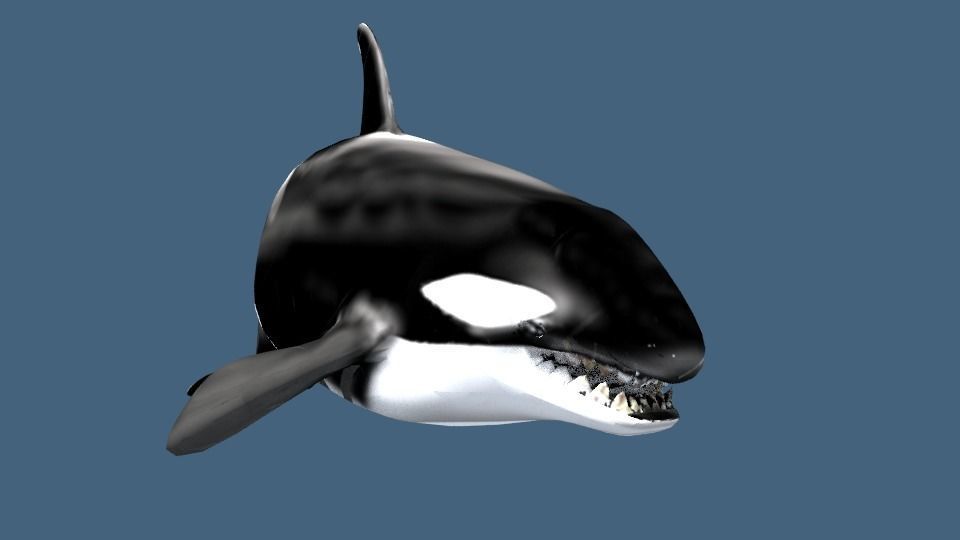 Orca 3d whale 3D model_4
