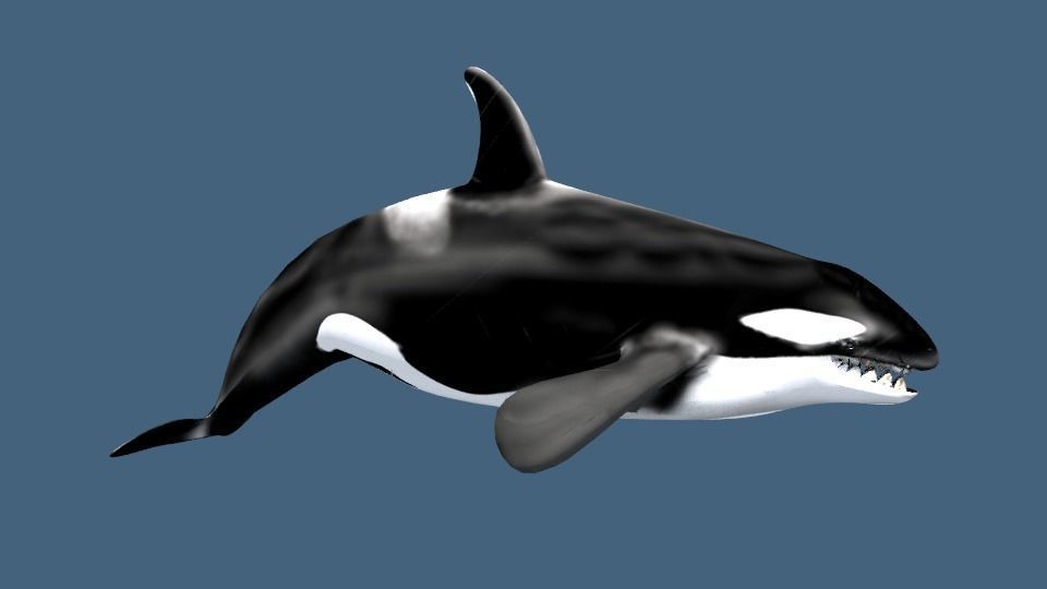 Orca 3d whale 3D model_3