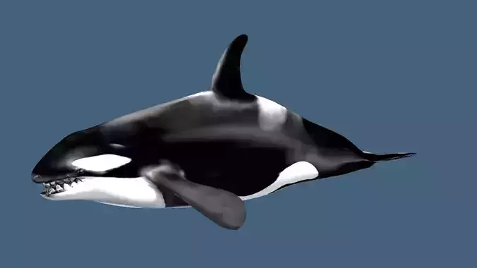 Orca 3d whale