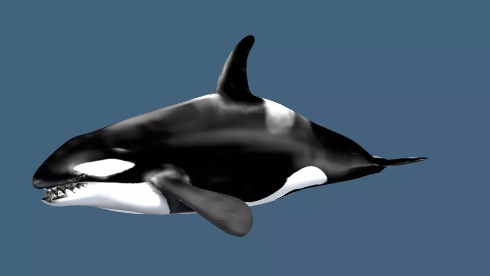 Orca 3d whale 3D model_0