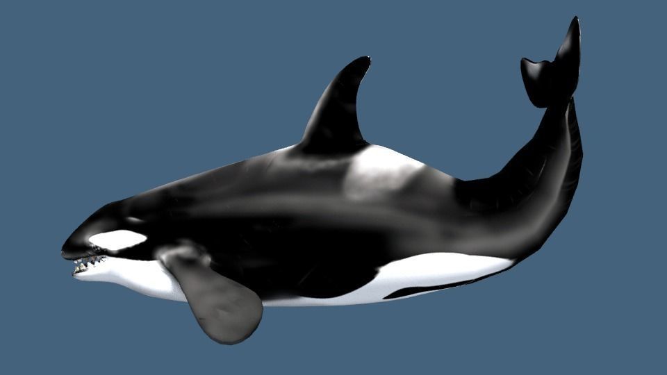 Orca 3d whale 3D model_2