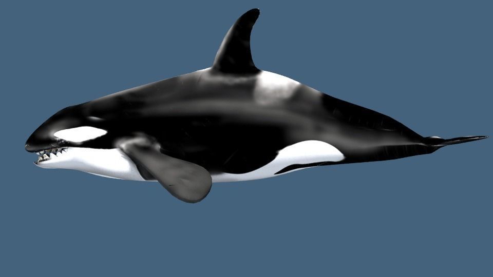 Orca 3d whale 3D model_5