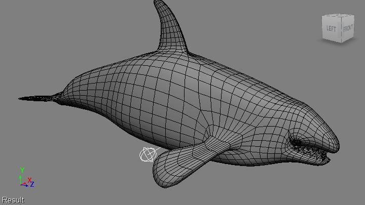 Orca 3d whale 3D model_1