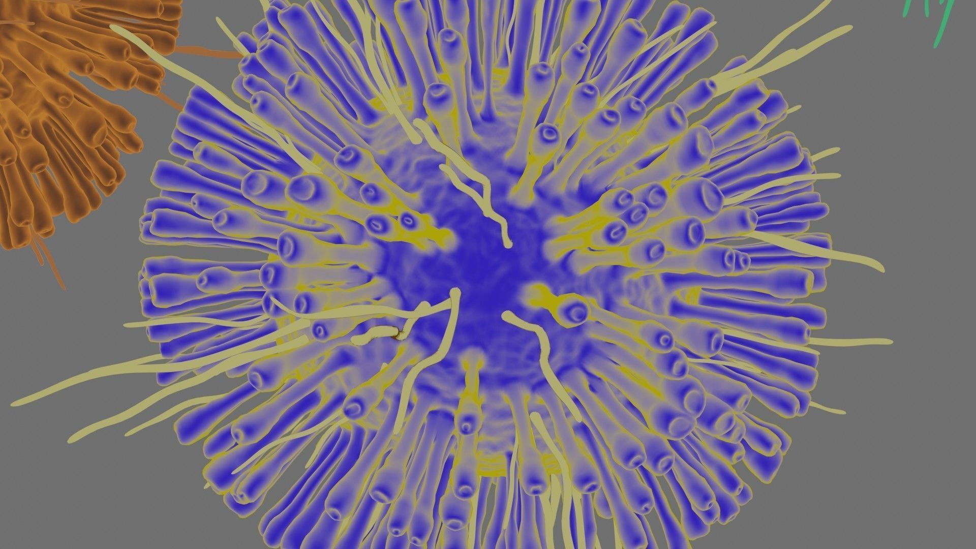 Corona Virus Pack 3D model_2