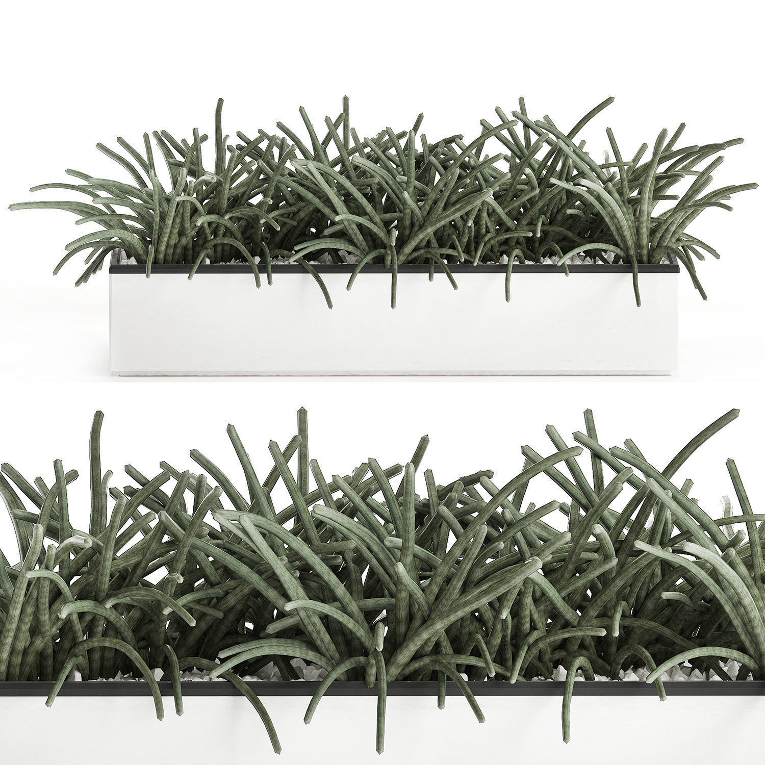 Decorative plants for the interior in a white flowerpot 585 3D model_3