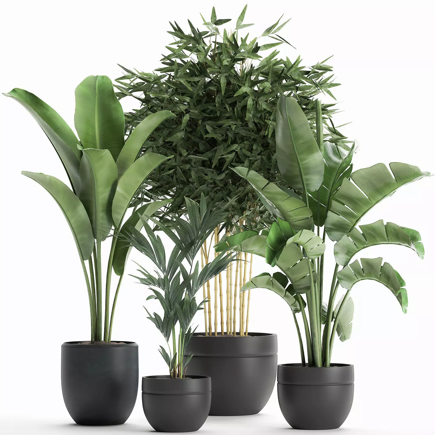 Decorative plants for the interior in a black flowerpot 586 3D model