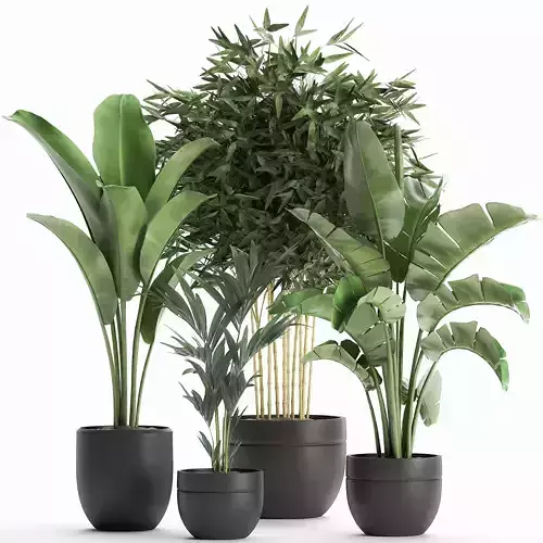 Decorative plants for the interior in a black flowerpot 586 3D model