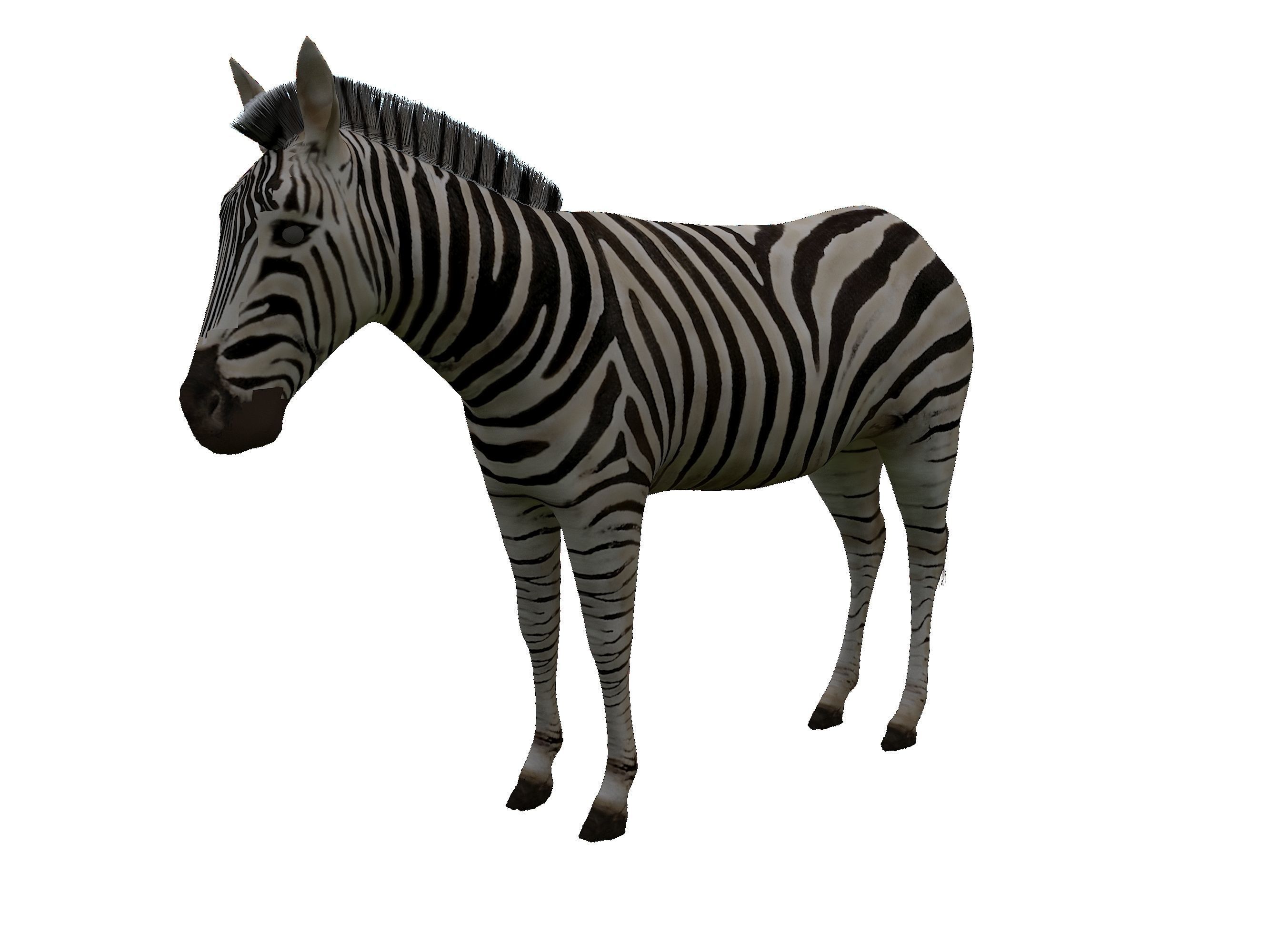 Zebra Low Poly For Games and VR Low-poly 3D model_2