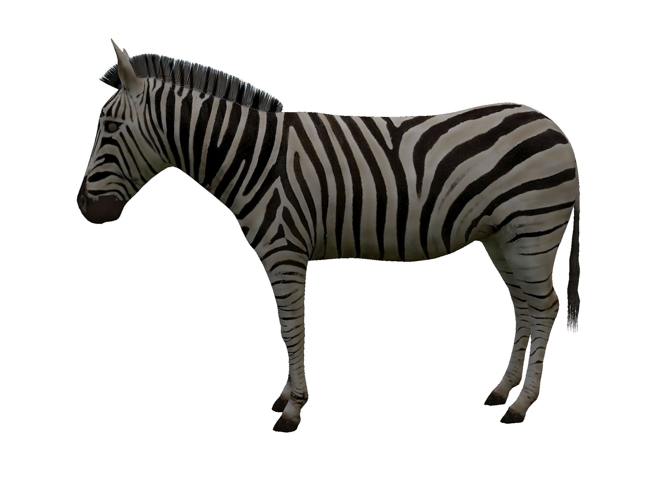 Zebra Low Poly For Games and VR Low-poly 3D model_13
