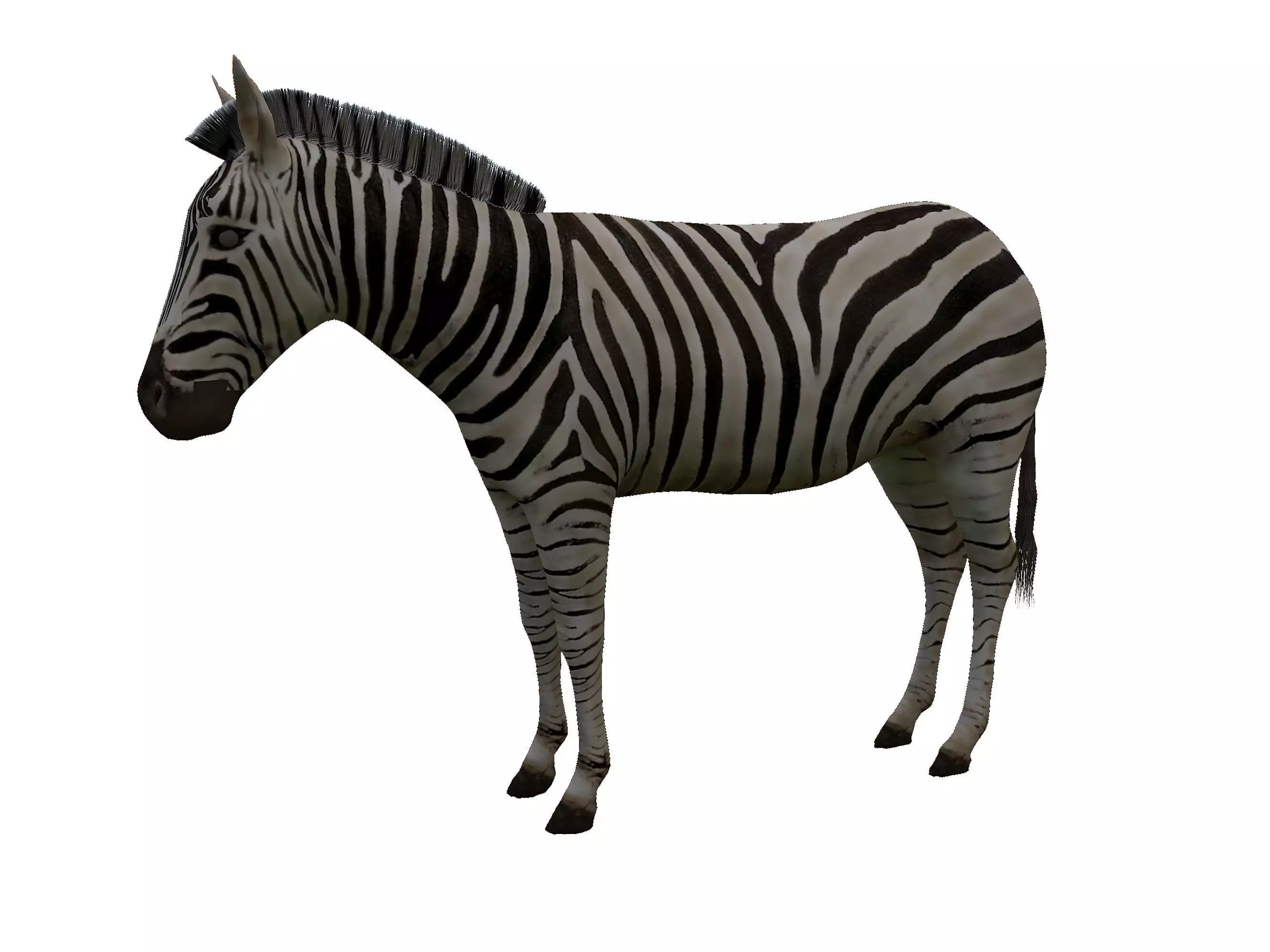 Zebra Low Poly For Games and VR Low-poly 3D model_0