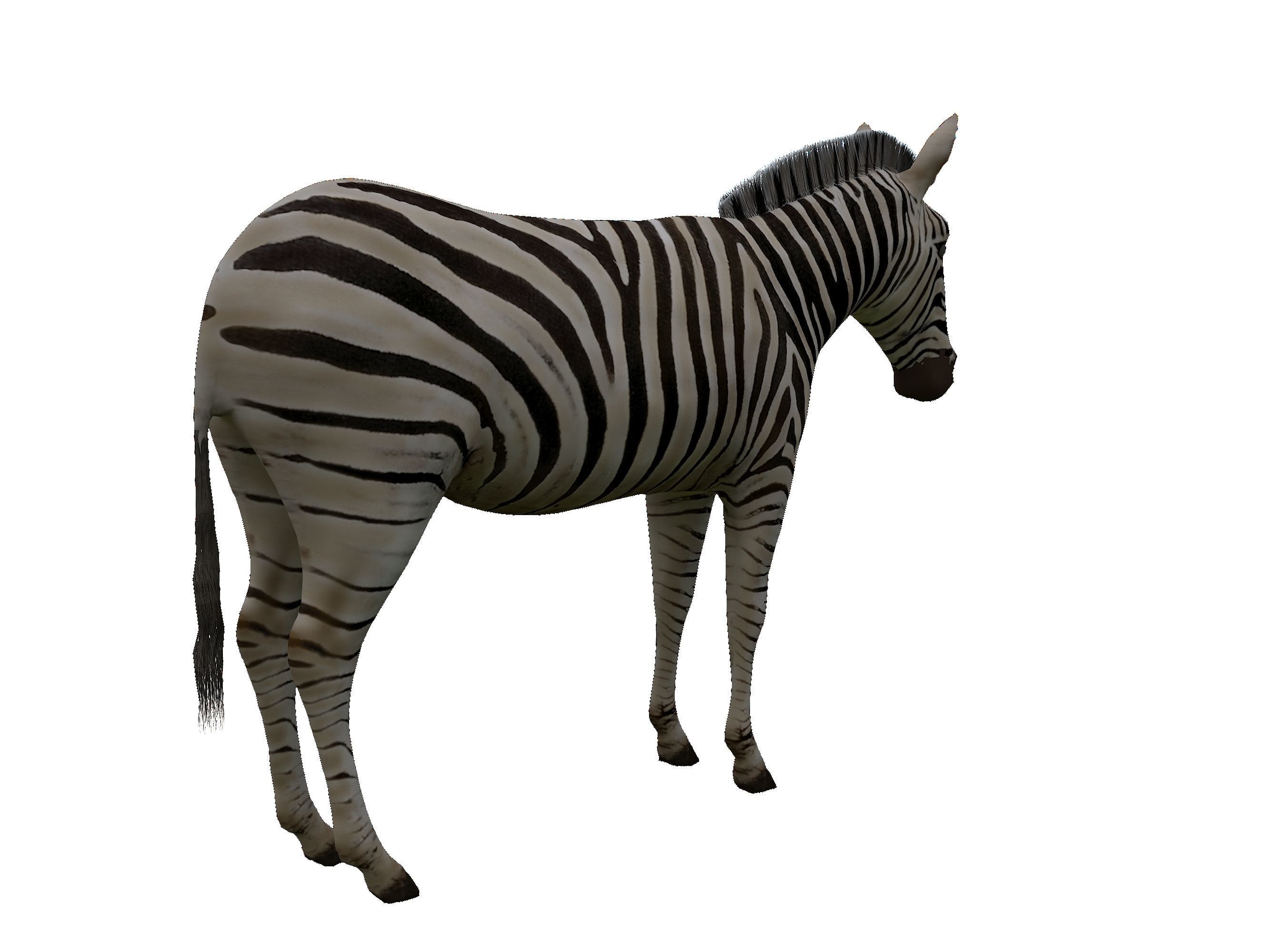 Zebra Low Poly For Games and VR Low-poly 3D model_8
