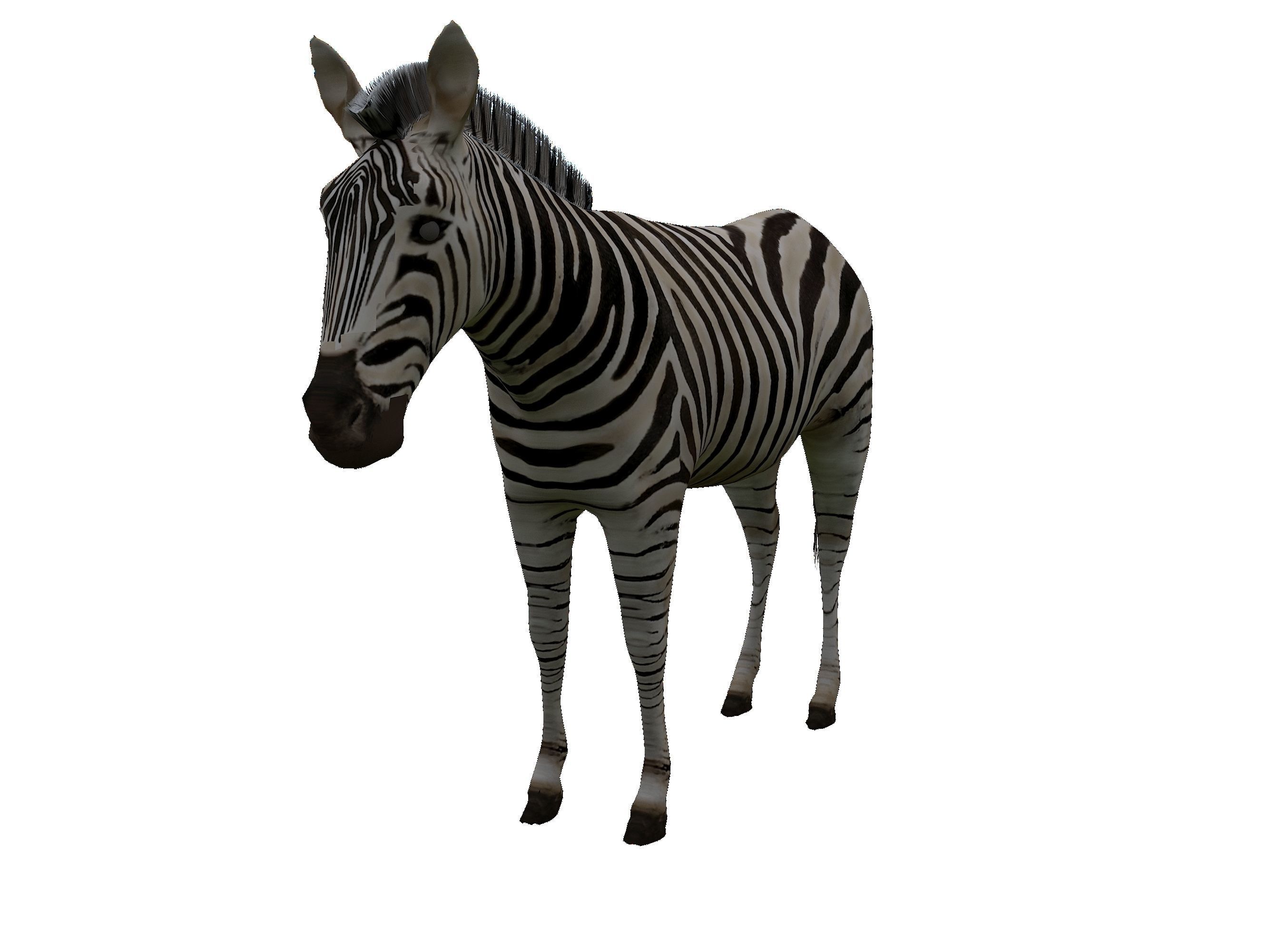 Zebra Low Poly For Games and VR Low-poly 3D model_3