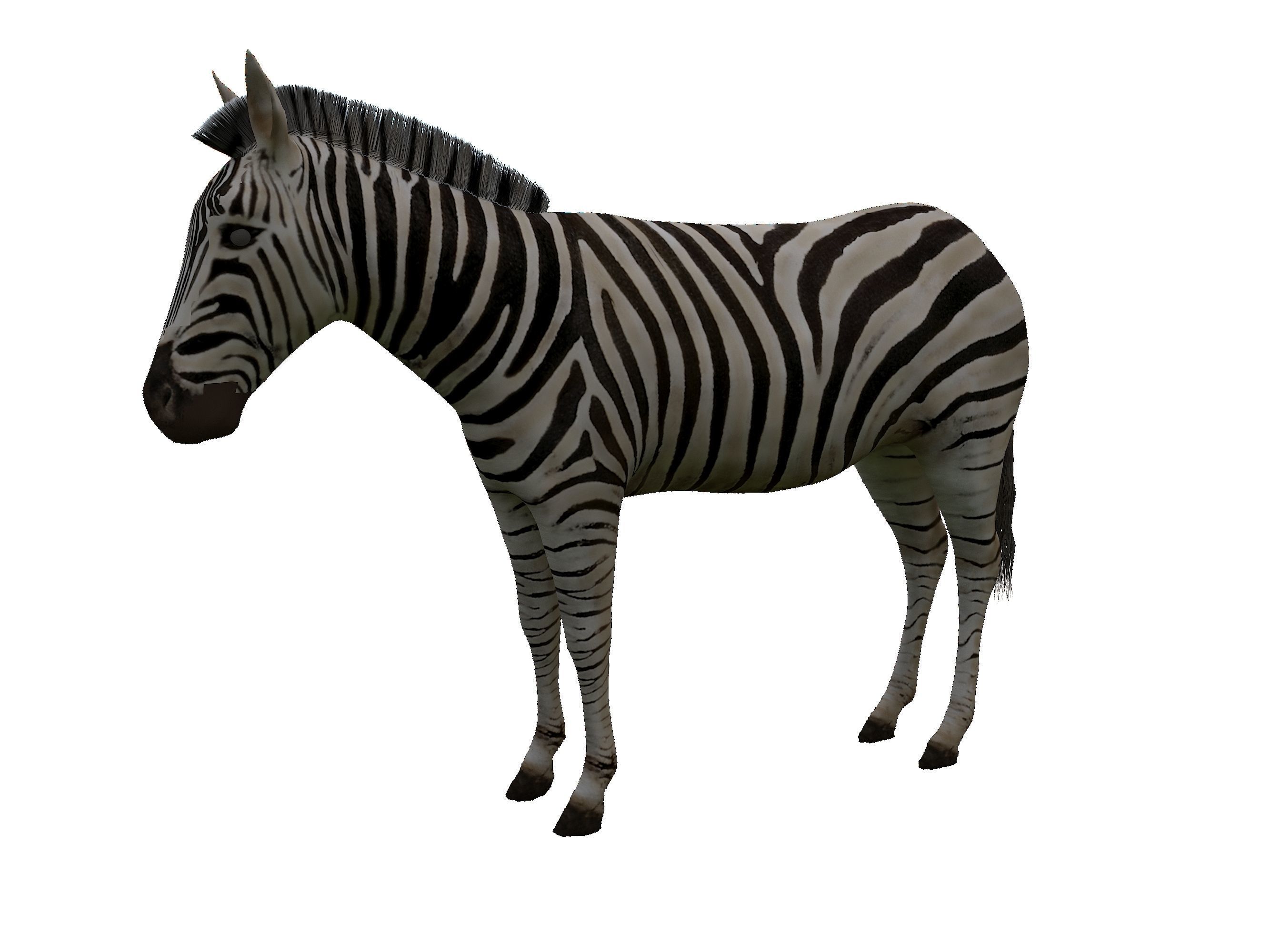 Zebra Low Poly For Games and VR Low-poly 3D model_1