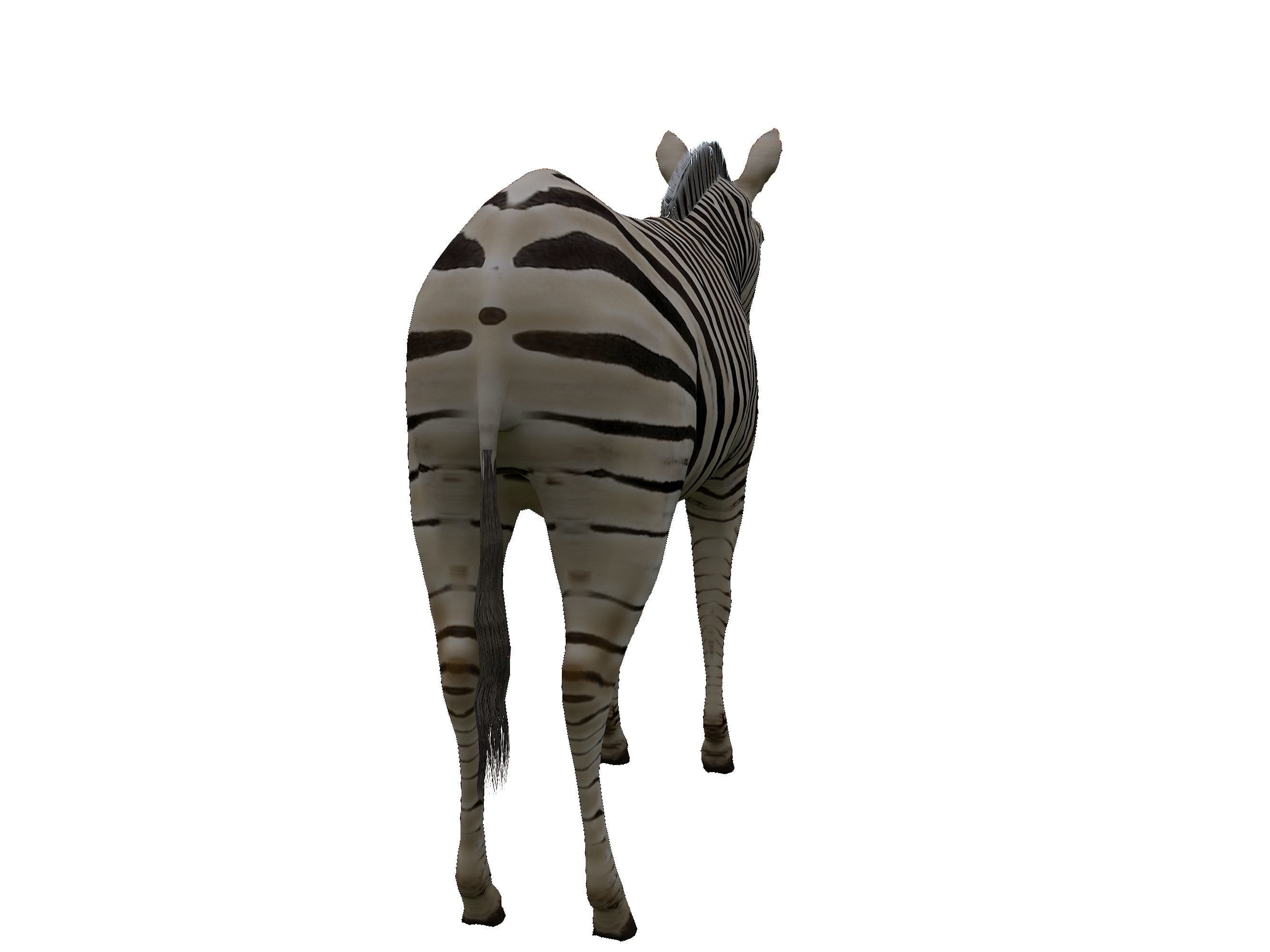Zebra Low Poly For Games and VR Low-poly 3D model_9